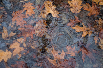 Leaf Ripples