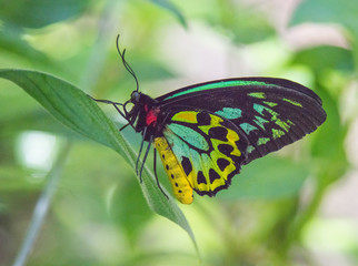 Beautiful Butterflies of the World
