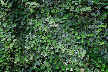 Fototapeta na wymiar Landscape Background of Ivy With Hues of Green Leaves