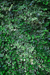 Portrait Background of an Ivy Wall With Hues of Green Leaves