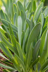 Young onions "slime" with spiciness it is juicy green color grows on a bed in beams of the spring sun.