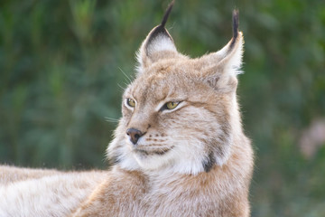 Eurasian lynx close up head portrait