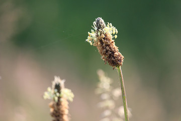 The unusual flower head of Plantago lanceolate also known as Narrow leaved Plantain. Growing outdoors in a natural setting.