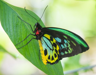Beautiful Butterflies of the World
