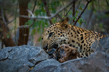An angry and aggressive leopard or panthera pardus head shot with expression eating  carcass of blue bull at jhalana forest reserve, jaipur, india 