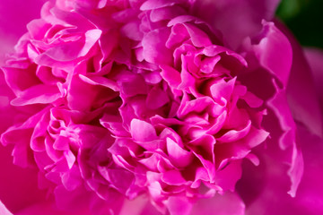 Pink peony macro shot. Peonies background.