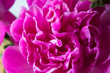 Pink peony macro shot. Peonies background.