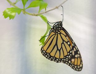 Beautiful Butterflies of the World