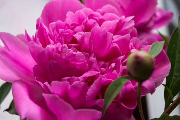 Obraz premium Pink peony macro shot. Peonies background.