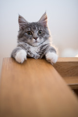 low angle view of a blue tabby maine coon kitten relaxing on wooden dining table looking down at camera curiously