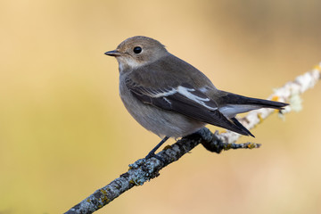 Fototapeta premium Flycatcher (Ficedula hypoleuca) perched on its perch with winter plumage.