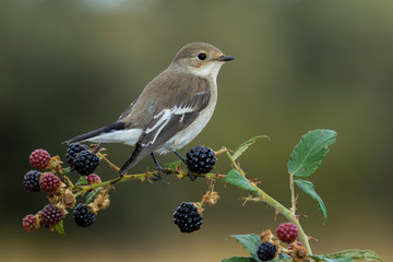 Flycatcher (Ficedula hypoleuca) perched on its perch with winter plumage.