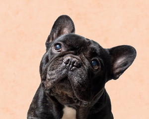 portrait of a black french bulldog on orange background .