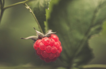 raspberry