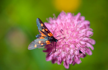 Flower with butterfly