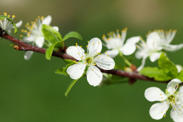 Apple blossom spring tree
