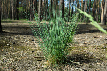 Green grass in the forest. Macro shot.
