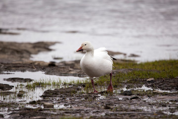 Wet white-morph snow goose with food in its beak coming onto the north shore from the St. Lawrence River during the spring migration, Quebec City, Quebec, Canada