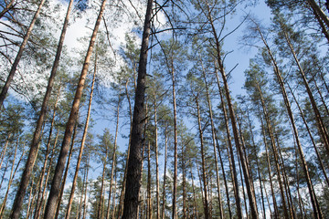 Fototapeta premium Coniferous forest at summer.
