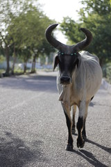 Cow on the road