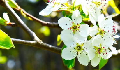 flowers of apple tree