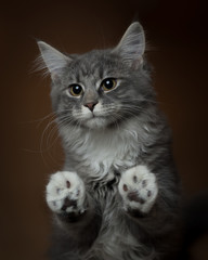 blue tabby maine coon kitten indoors leaning paws against glass looking out of window sadly