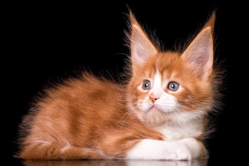 Adorable cute kitten on black background in studio, isolated.