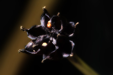 burst seed box is Like Black flower of death.