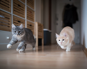 two maine coon kittens playing indoors running through corridor chasing the red dot of a laser...