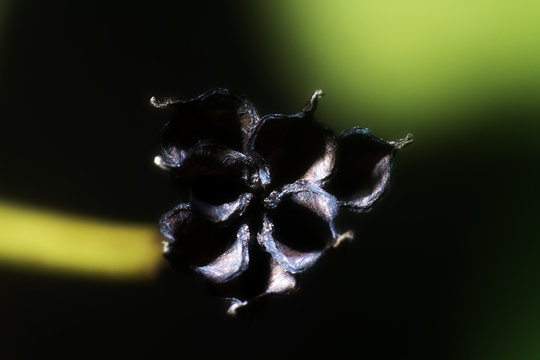 burst seed box is Like Black flower of death.