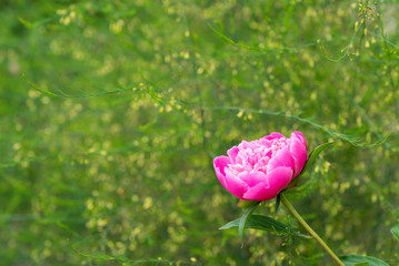 Peony pink flowers on green background with yellow small flowers