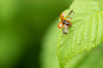 Red flying ladybird on a leaf