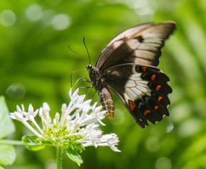 Beautiful Butterflies of the World