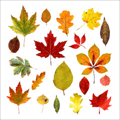 Set of realistic autumn leaves. Low poly style. Isolated on a white background. Vector illustration