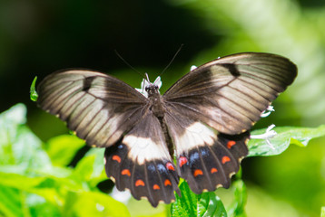 Beautiful Butterflies of the World