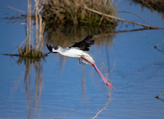 black-winged stilt