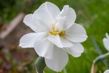 White daffodil in spring sunny garden