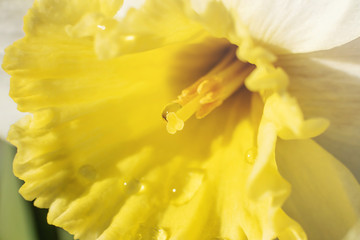 Summer flower concept - blooming daffodil macro. Growing flowers in the garden. Bright sunshine. Minimalism, summer mood, harmony, summer joyful mood.
