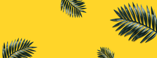 Fototapeta na wymiar Tropical leaves foliage plant close up with yellow color copy space background