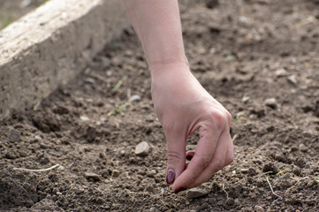 A young girl planted in the ground plant seeds on a farm in the spring.