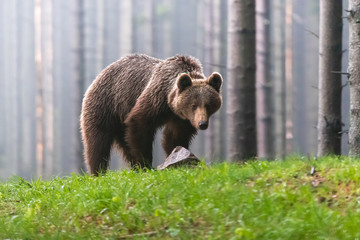 Wild Brown Bear (Ursus arctos) . Natural habitat. Slovakia