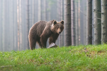 Wild Brown Bear (Ursus arctos) . Natural habitat. Slovakia