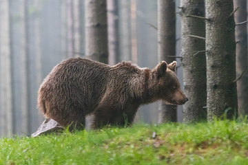 Wild Brown Bear (Ursus arctos) . Natural habitat. Slovakia