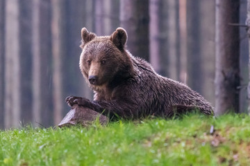 Fototapeta premium Wild Brown Bear (Ursus arctos) . Natural habitat. Slovakia