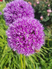 Purple plant with bee working to fertilize the vegetation