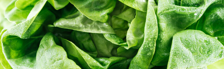 panoramic shot of green wet fresh organic lettuce leaves with drops