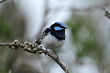 blue wren on a branch