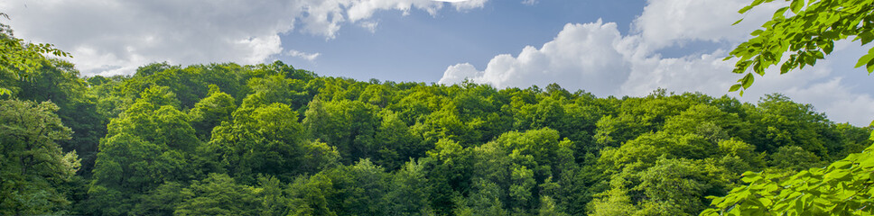 landscape with trees and blue sky