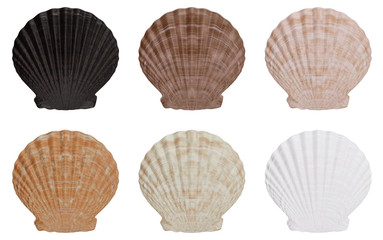 Set of sea shell outer side isolated on white background with shadow. Sea shell front view, 3D illustration
