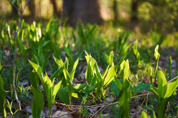Green lilies of the valley in the sun in early spring